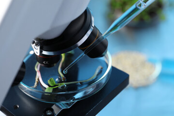 GMO concept. Injecting liquid into microgreens at table laboratory, closeup