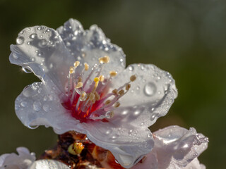 Spring background: detail of a white almond blossom with raindrops