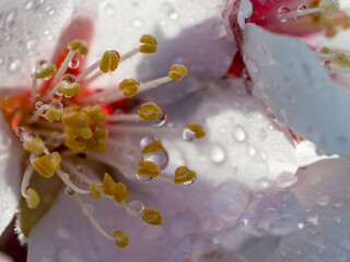 Spring background: detail of a white almond blossom with raindrops