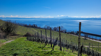 Obraz premium View of a picturesque lake Constance on a sunny spring day. In the foreground - vineyards on the back - the Swiss Alps.