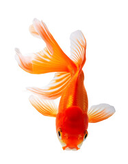 Orange Goldfish fish swimming