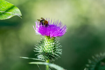 Bumblebee (Bombus) collecting nectar from a thistle flower (Carduus) with purple petals on a green background, close-up
