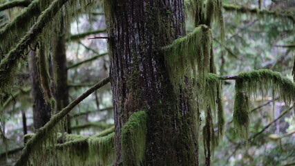 Obraz premium tree, wood, moss, plant, nature, green, grass, trees, leaves, outdoors, environment, old, woods, forest, root, roots, trunk, branch