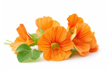Vibrant orange nasturtium flowers, a cluster of blossoms isolated on white.
