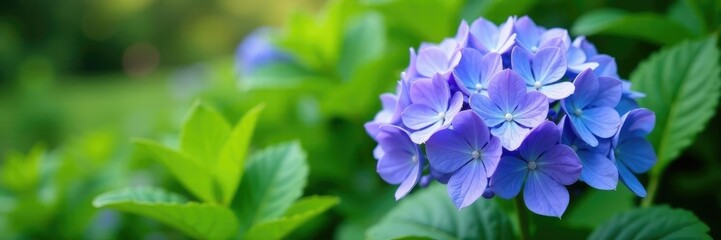 Large purple blue Hydrangea flower blooms in a lush green garden, garden flowers, hydrangea macrophylla flowers