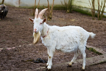 Obraz premium White Goat with Long Horns in Enclosure