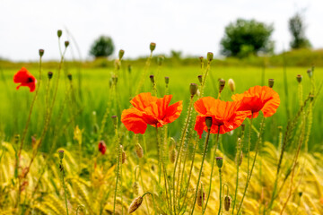 Summer day in the field: field of wild poppies (Papaver rhoeas) with red flowers