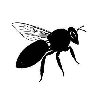 black bee flying on white background clip art preview