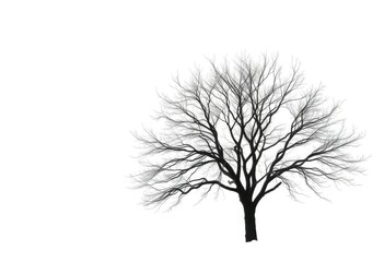 Obraz premium Lone deciduous tree, stark branches against pure white, fall, branches