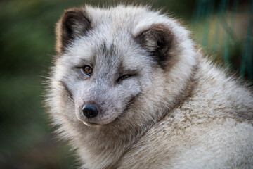 Arctic fox cub in nature