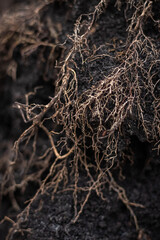 A close-up shot of a plant's roots against a dark background, showing the natural beauty and details of the root system