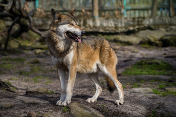Eurasian wolf in the forest