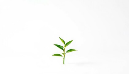 Fototapeta premium Single vibrant green plant, isolated on pure white, green, plant photography