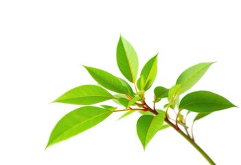 Single vibrant green plant isolated on pure white background, foliage, ecology