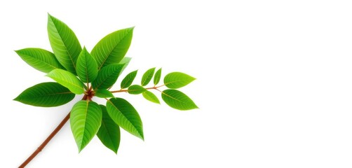 Fototapeta premium Single vibrant green plant, isolated on pure white, summer, stem