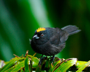 Panama Tawny-crested Tanager