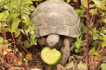 Three-leg Turtle Having Lunch In The Garden