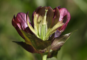 Purple gentian ( gentiana purpurea ) close-up of an open blossom revealing the pistil