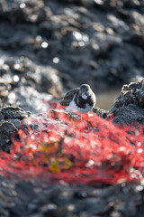 Bird observing bundle of red plastic at the coast