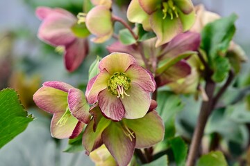 Obraz premium Helleborus 'Dark Picotee'
