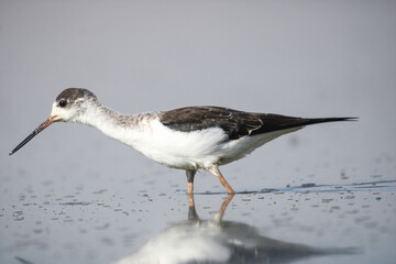 Black-Winged Stilt Exploring the Shallow Waters