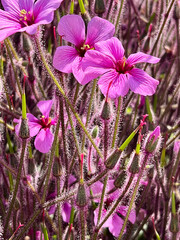 A close up on purple flower called Giant herb-robert