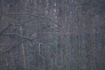 Common buzzard on the tree. Buteo buteo. Portrait of Common buzzard. Bird of prey.