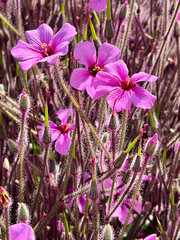 A close up on purple flower called Giant herb-robert