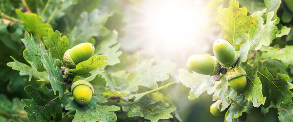 Green oak (Quercus) acorns on a branch with leaves, illuminated by the morning sun, close-up, with...