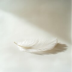 Obraz premium White Feather on Soft White Background with Gentle Lighting