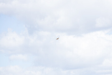 Hawk in the sky
