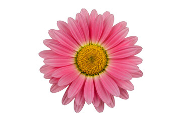Obraz premium Daisy flower isolated on transparent background