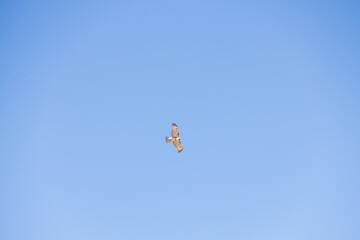 Hawk in the sky
