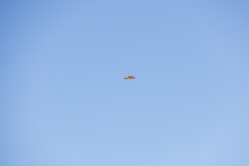 Hawk in the sky
