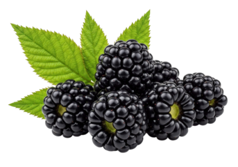 Blackberries with leaf isolated on transparent background with clipping path