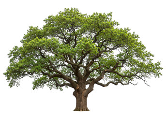 Big tree isolate on transparent background