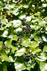 czarne owoce z zielonym liśćmi © Magdalena