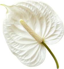 Lustrous white anthurium male flower with veined petals and creamy spadix. Isolated PNG on a transparent background. Exotic botanical bloom.