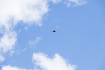 Hawk in the sky
