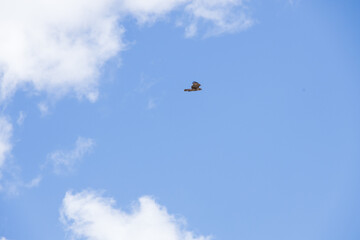 Hawk in the sky

