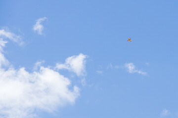 Hawk in the sky
