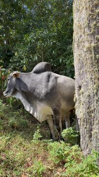 A Moment of Rural Tranquility: Majestic Gray Bull Portrait in Natural Environment