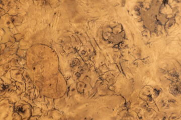 Burl wood showcasing its rich patterns and deep grains