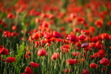Green grass emerging through bright red poppies in a field