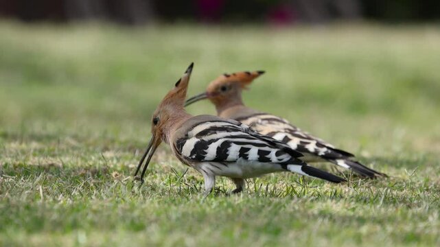 Adult hoopoe sharing food with young one.