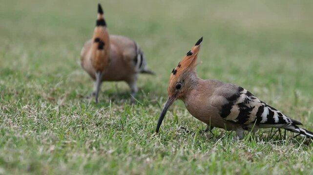 Eurasian hoopoe, upupa epops, feeding chick on the meadow.