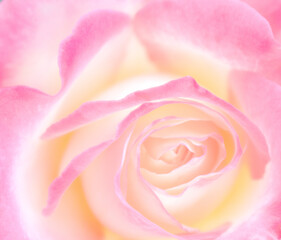 close up of pink rose