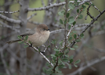 Bushtit perched