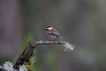 Obraz premium Chestnut-backed Chickadee