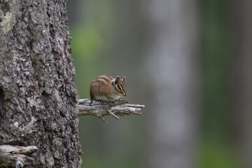 Chipmunk